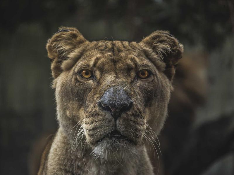 Кормление котёнка в 2 месяца