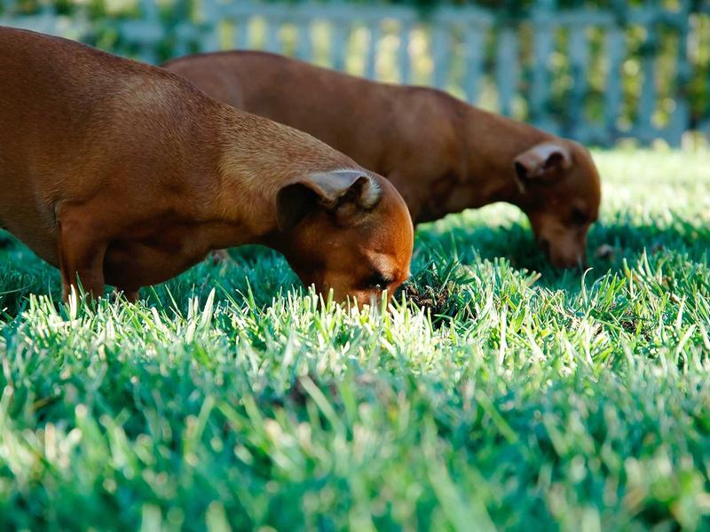 Период социализации щенка