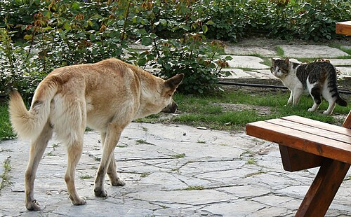 Ежегодный ветеринарный осмотр пожилого питомца